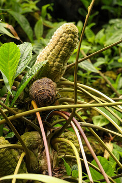 Exotic zamia cycad female cones growing on a plant inside a botanical greenhouse. Vertical close up nature portrait of prehistoric primitive zamiaceae stone rose cycad with green leaves background