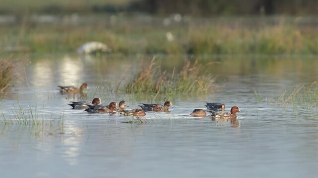Eurasian Wigeon, Mareca penelope, birds on winter marshes