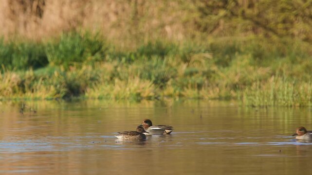 Eurasian Teal, Anas crecca, birds in spring courtship on marshes