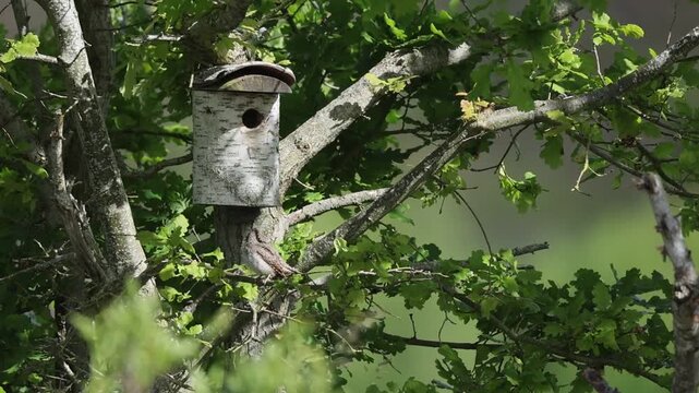 Wryneck (Jynx torquilla) Courtship Germany
