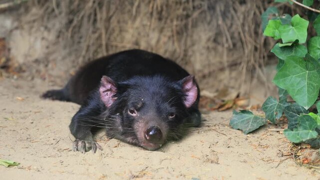 Tasmanian devil (Sarcophilus harrisii), adult, lying down, tired, Australia
