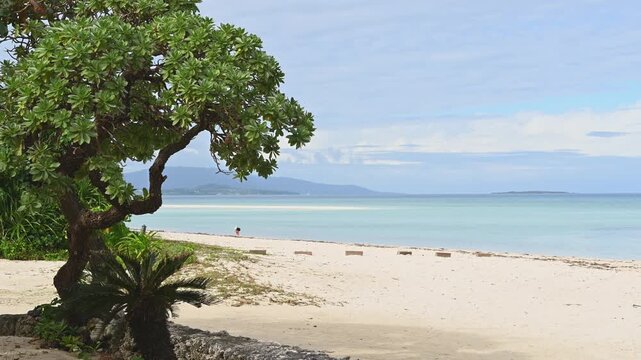 木陰から望む竹富島の白い砂浜とエメラルドグリーンの海（沖縄・リゾート）