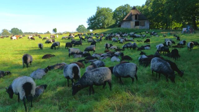 Sheep, Heidschnucken, and goats grazing in front of sheepfold, Wilsede, L&uuml;neburg Heath, Lower Saxony, Germany