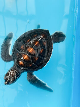 Young sea turtles may spend as long as a decade in the open ocean before returning to coastal waters to grow and mature