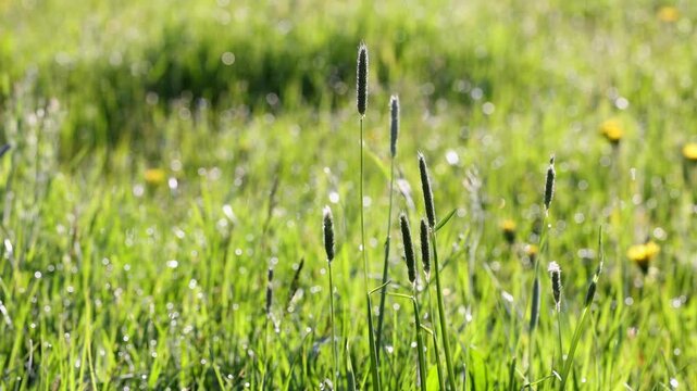 Meadow foxtail swaying in the wind on the meadow, Alopecurus pratensis
