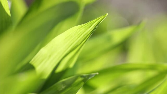 Allium ursinum, wild garlic leaf, macro photograph, Austria