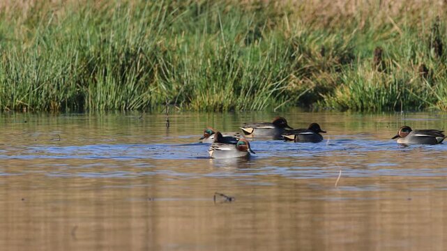 Eurasian Teal, Anas crecca, birds in spring courtship on marshes