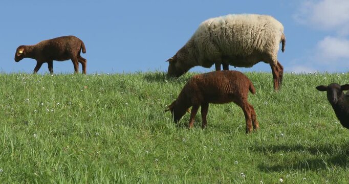 Ewe and lambs grazing on the Elbe dyke near Bleckede, Lower Saxony, Germany