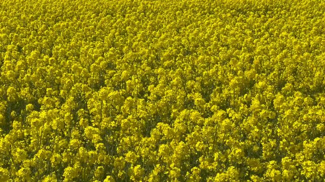 Field of rapeseed in &Ouml;ja, near Ystad, Scania, Sweden, Scandinavia