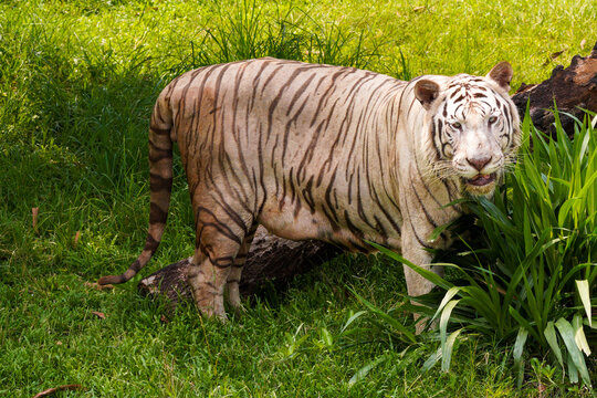 Rare white Bengal tiger Panthera tigris tigris standing in lush green grass with brown stripes, white tiger looking at camera with mouth slightly open, full body side view in natural habitat