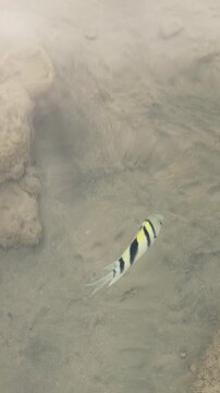 Sergeant major fish in clear shallow water near rocks Egypt. Hurghada.Siva Golden Bay Makadi