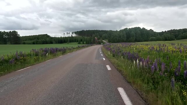A country road surrounded by fields and flowers leads through idyllic landscape, lupins, invasive species, Ed, Dalsland, Sweden
