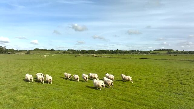 Sheep on Marshes over Beach Rye Bay from a drone, Rye, East Sussex, England, United Kingdom
