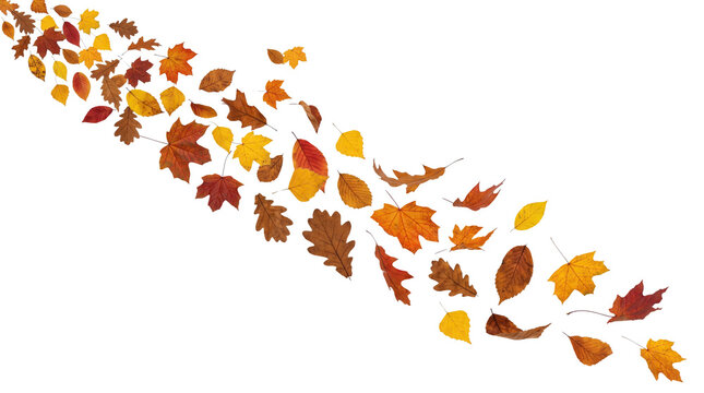 A beautiful artistic arrangement of colorful autumn leaves flowing in a diagonal pattern representing the fall season isolated on transparent background isolated on transparent background