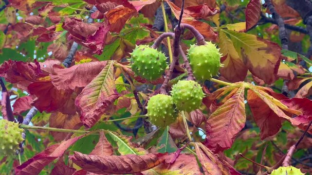 Leaves and fruit of horse-chestnut (Aesculus hippocastanum) in autumn in Ystad, Scania, Sweden, Scandinavia
