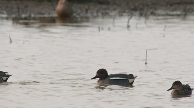 Eurasian Teal, Anas crecca, birds in spring courtship on marshes