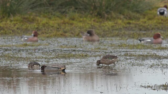 Eurasian Teal (Anas crecca) and Eurasian Wigeon, Mareca penelope, birds in marshes, Devon, England, United Kingdom