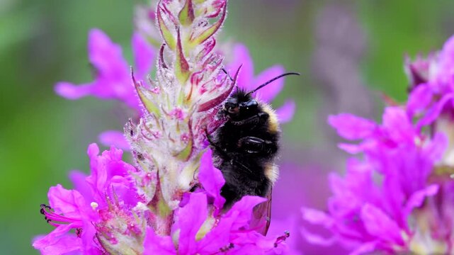 Male of Garden Bumblebee (Bombus hortorum), Devon, England, United Kingdom