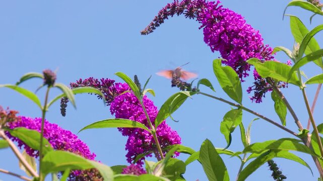 Dove tail (Macroglossum stellatarum) flies between purple flowers of the summer lilac (Buddleja davidii), Ternitz, Lower Austria, Austria