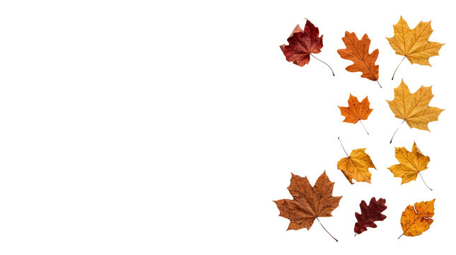 A collection of various colorful autumn maple leaves arranged in a vertical border pattern featuring these seasonal foliage elements isolated on transparent background