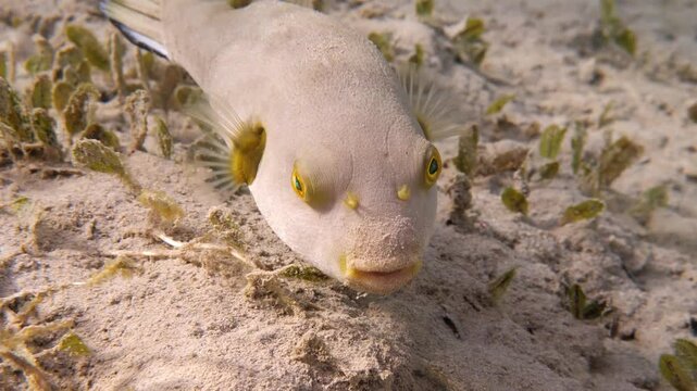 Yellow-eyed pufferfish (Arothron immaculatus) foraging in the seagrass, Mangrove Bay house reef, El Quesier, Egypt