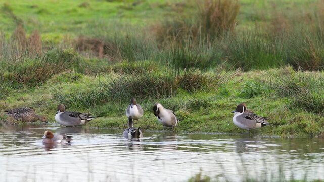 Northern Pintail, Anas acuta, birds on marshes