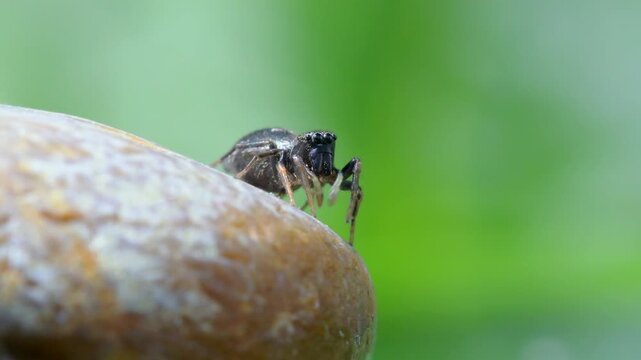 Copper Sun Jumper (Heliophanus Cupreus), Devon, England, United Kingdom
