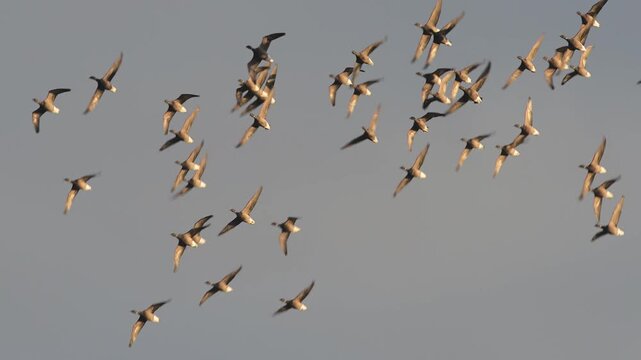 Brent Goose, Branta bernicla, birds in flight overwinter marshes, Devon, England, United Kingdom