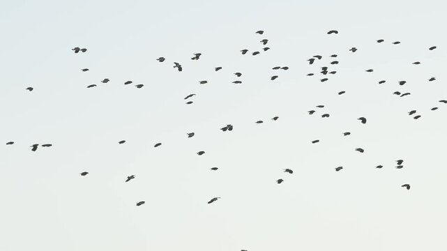 Northern Lapwing, Vanellus vanellus, birds in flight over marshes at winter