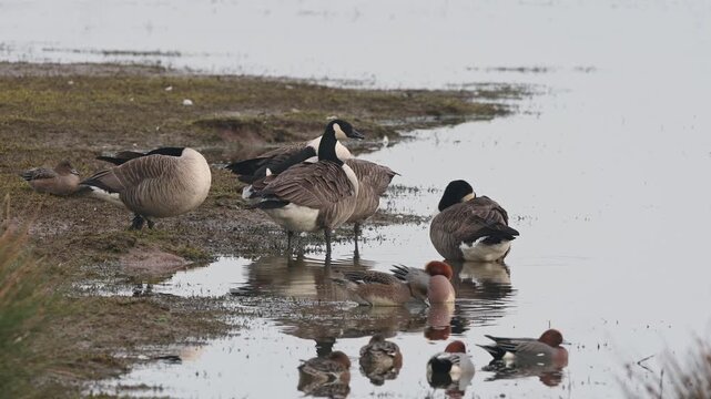 Canada Goose, Branta canadensis and Eurasian Wigeon, Mareca penelope, birds on winter Marshes, Devon, England, United Kingdom