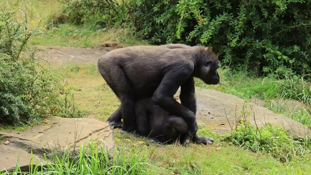 Western gorilla (Gorilla gorilla), adult, male, subadul, wrestling, playing, fighting, siblings, second animals, Central African Republic