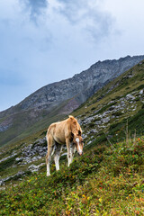 Wild horse grazes on a grassy mountain slope. The animal stands alone under a cloudy sky. Rocky terrain rises behind it. Perfect for nature, adventure, or travel themes. Ak-Suu, Jyrgalan, Kyrgyzstan © Pauli
