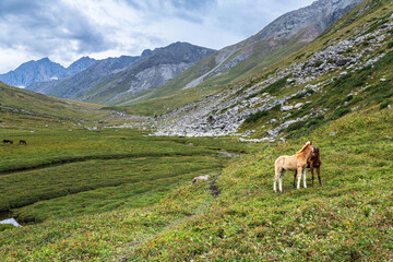 Lone wild horse grazes in a vast mountain meadow. Rocky slopes and distant peaks frame the scene. Green grass covers the valley floor. Clouds drift over the highlands. Ak-Suu, Jyrgalan, Kyrgyzstan © Pauli