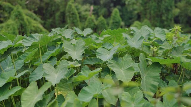 Lush green colocasia taro plants with smooth camera pan left in wild tropical rainforest
