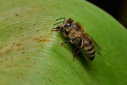 Bee Resting on a Broad Green Leaf in Macro Close-Up