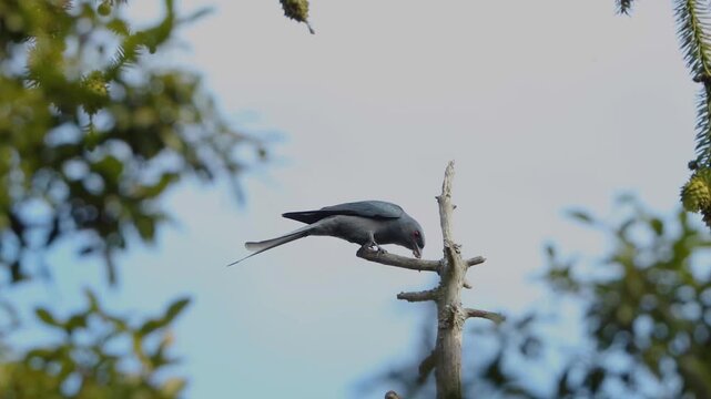Grey ashy drongo bird with red eyes holding an insect in its beak while perched on a dry bare branch against a clear sky