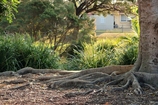 Large fig tree roots spreading in a public park in Margate, Queensland, Australia