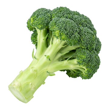 Fresh Green Broccoli Head with Thick Sturdy Stem Isolated