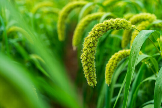 foxtail millet in the field