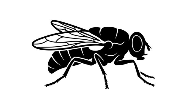 fly, insect, silhouette, icon, vector, bug, animal, wing, wings, flying, pest, housefly, dipteran, nature, black, isolated, simple, minimal, outline, symbol, pictogram, graphic, biology, entomology, c