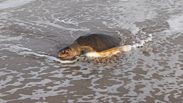 Sea turtle emerging from ocean waves onto sandy beach
