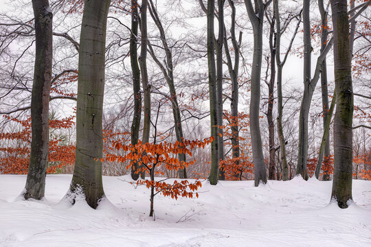 Snowy beech forest with a young orange beech tree among tall grey trunks in winter