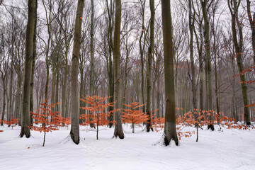 Winter beech forest in snow with a row of young orange beech trees among tall bare trunks © Kafi