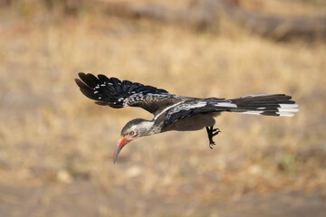 a southern hornbill ( Tockus rufirostris ), which is characterized by its black and white coloration, long bent red beak, and spotted wings. © vaclav