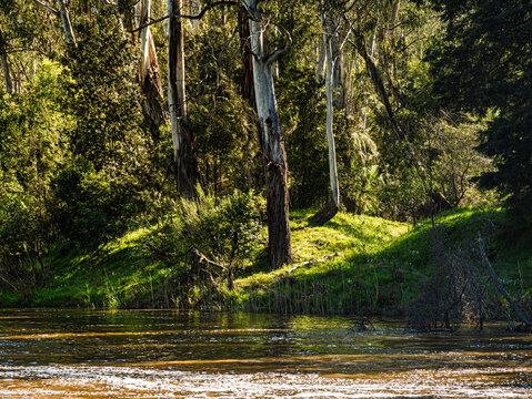 Sunny Glade On The Opposite Bank