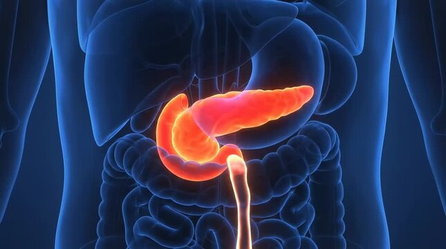 Pancreas organ secreting digestive enzymes in human body