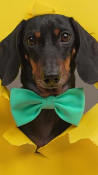 A black and tan dachshund dog in a mint green bow tie pushes its head through a ripped yellow sheet in a studio, a formal pet fashion idea for invitations and birthday promotions.
