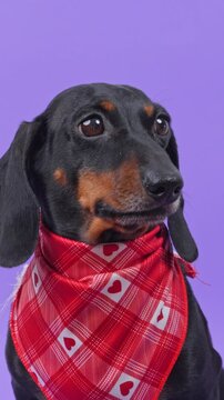 A black and tan dachshund dog wearing a red checkered bandana with white hearts tilts and lifts its head on a lilac studio backdrop, a cheerful mascot for pet product packaging.