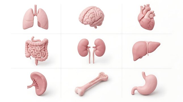 Pink human anatomy organ model set