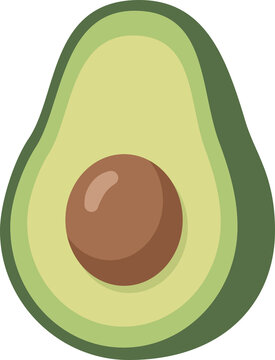 vector illustration of an avocado